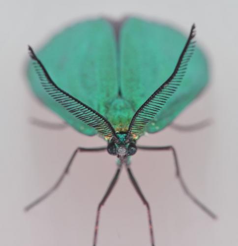 Jordanita sp.